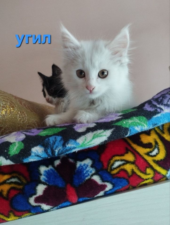 Bepul
