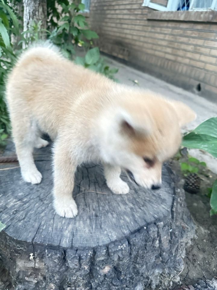 250 USD