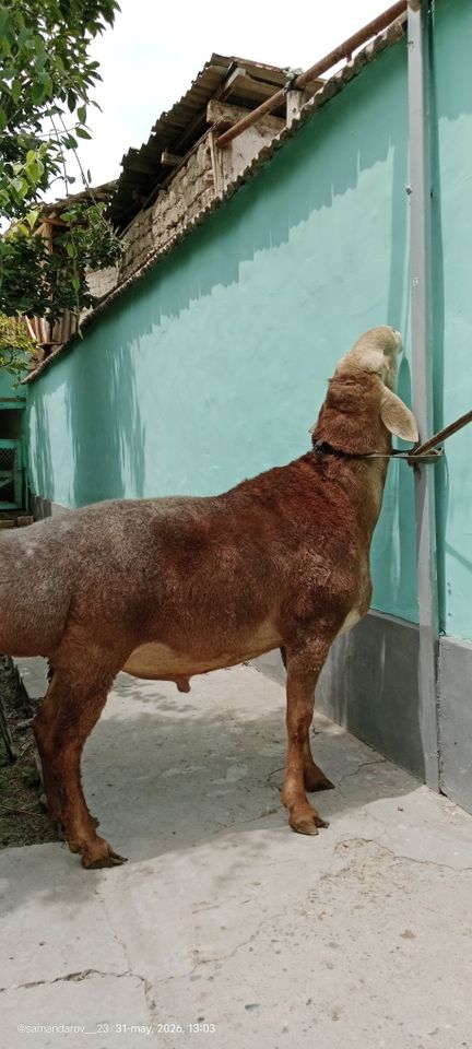 20 000 000 сум