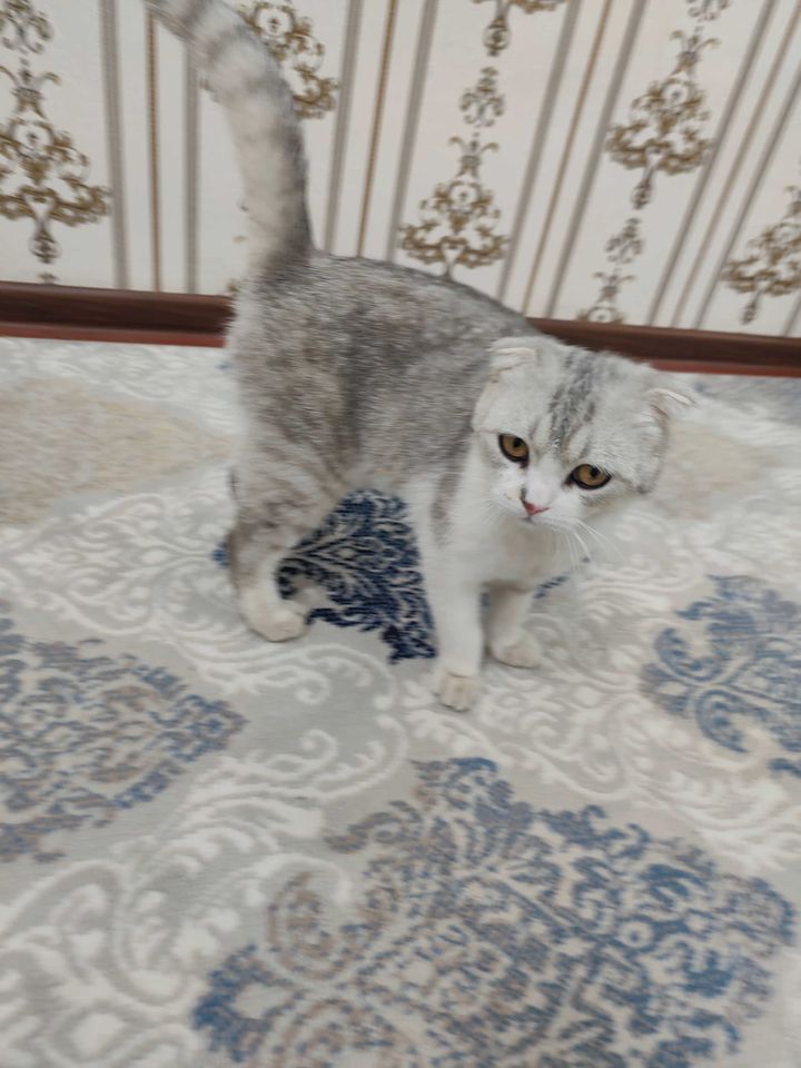 500 000 сум