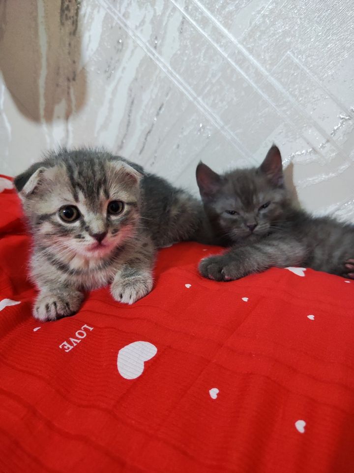 900 000 UZS