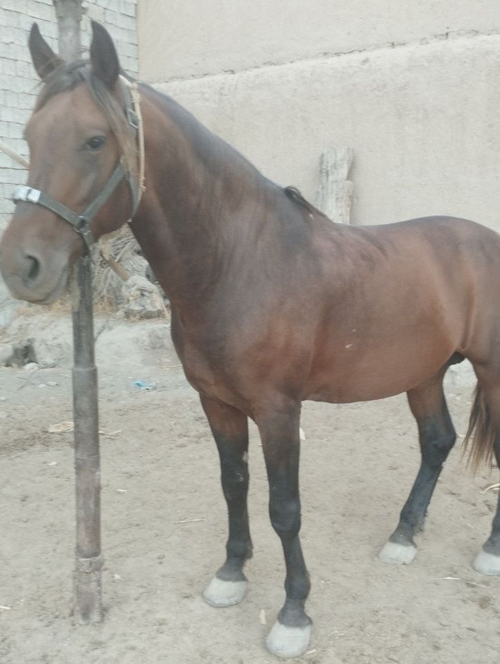 6 000 USD