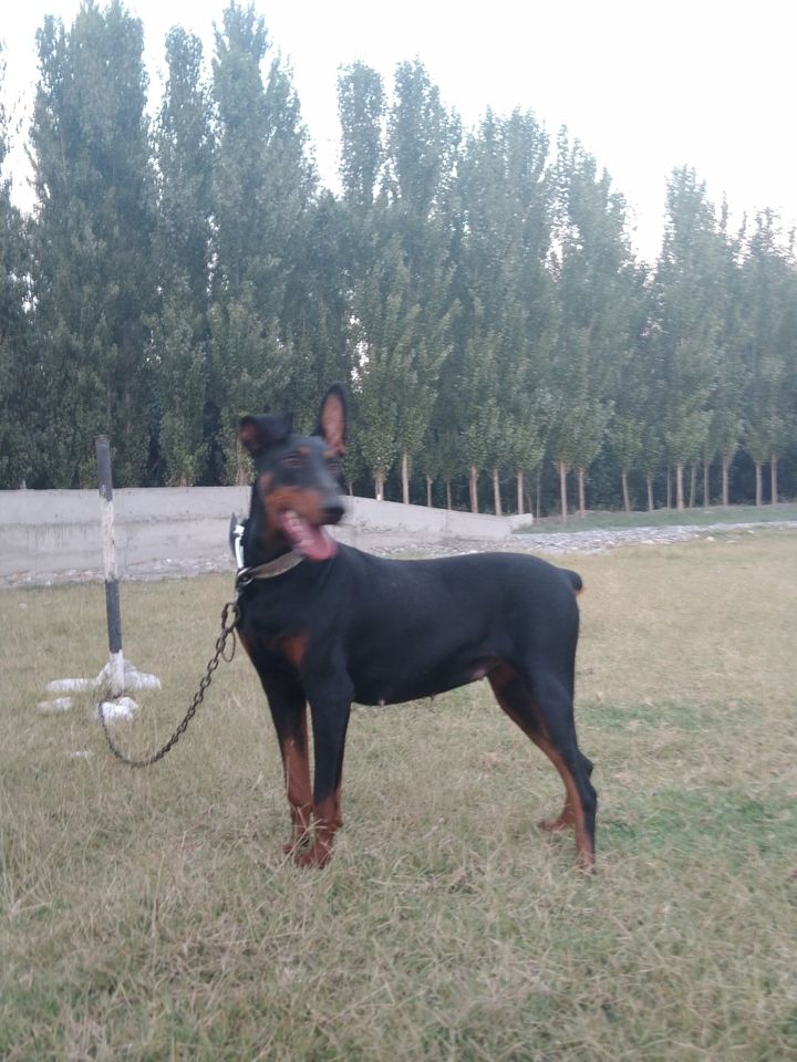 600 000 UZS