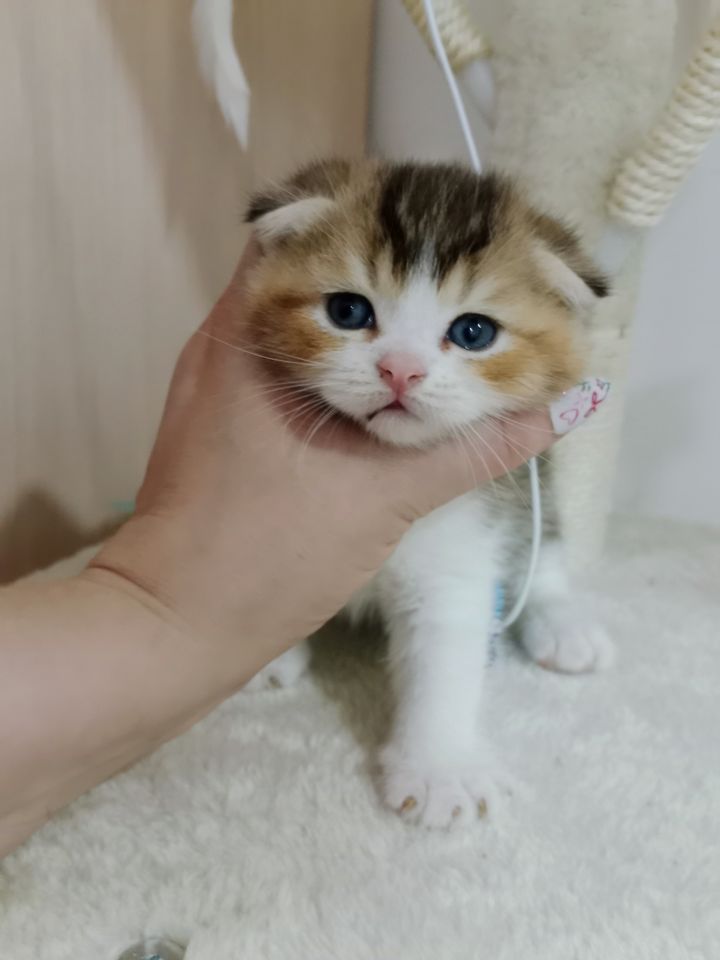 300 000 сум