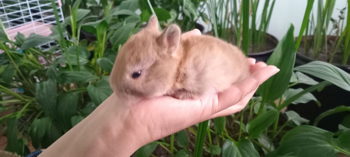 300 000 сум