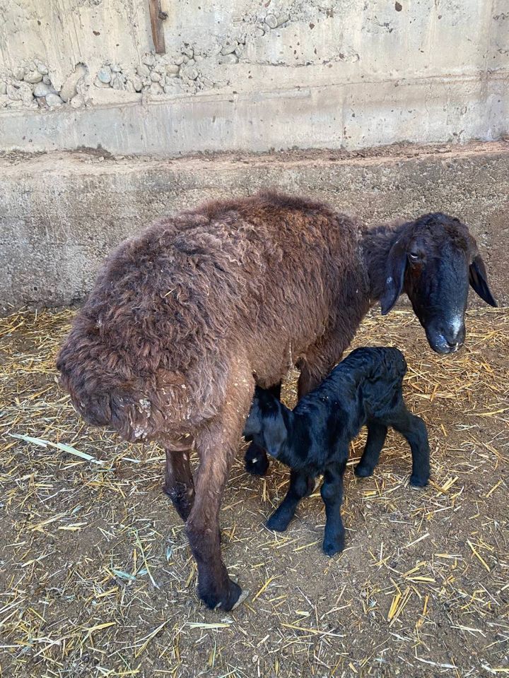7 000 000 so'm