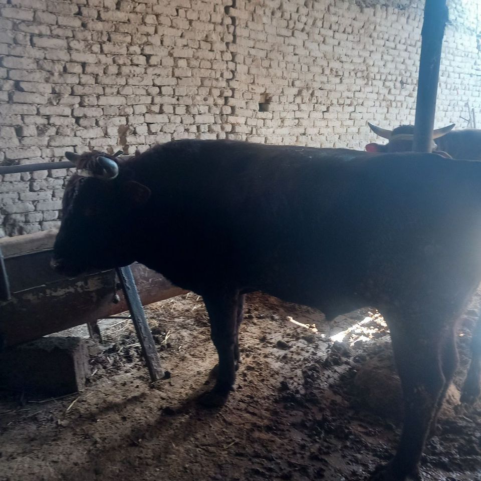 28 000 сум