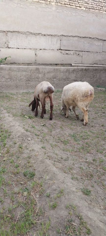3 500 000 сум