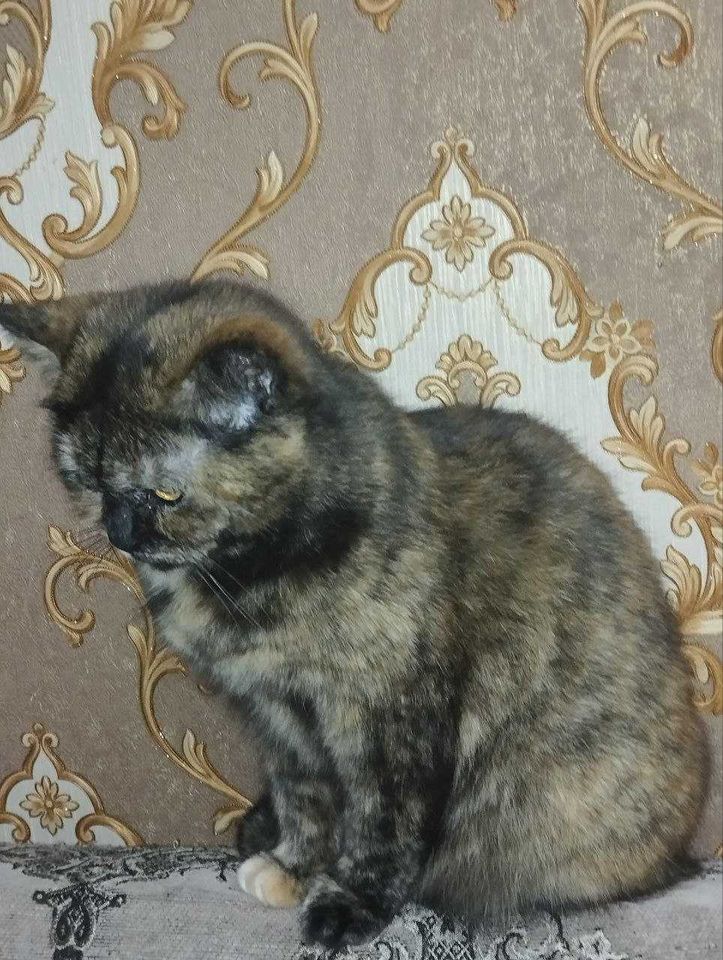 5 000 сум