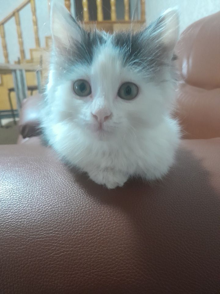 Бесплатно