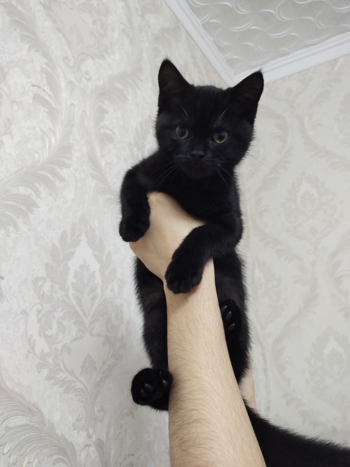 500 000 сум