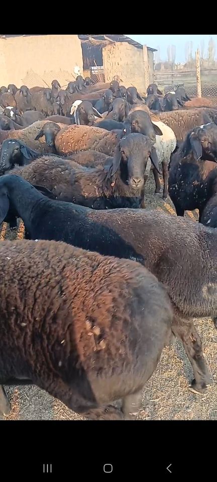 6 500 000 сум