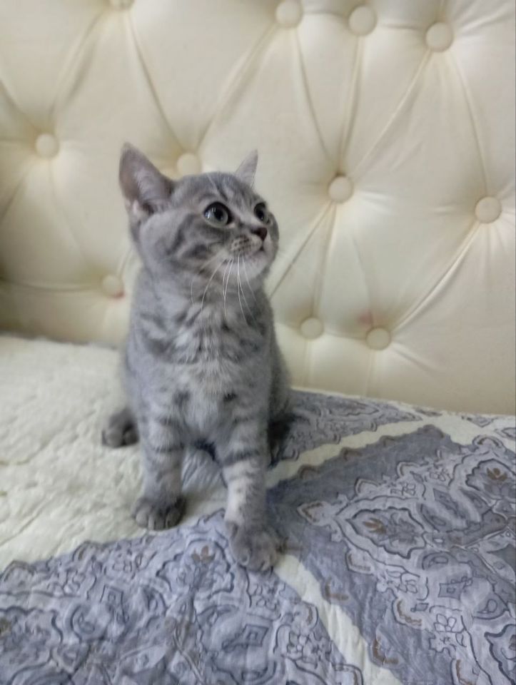 800 000 сум
