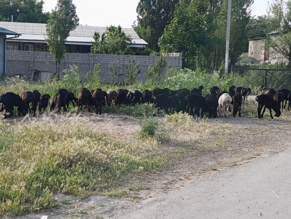 3 800 000 сум
