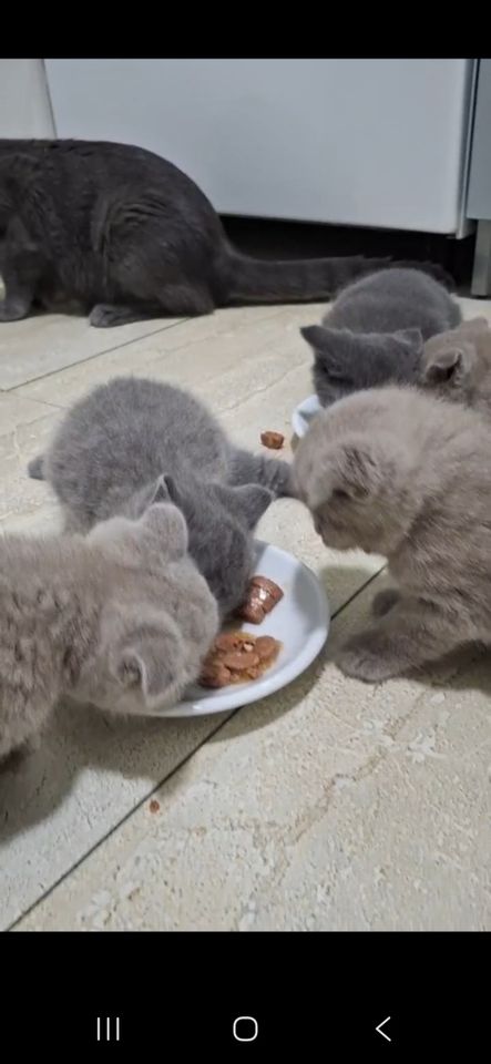 700 000 сум