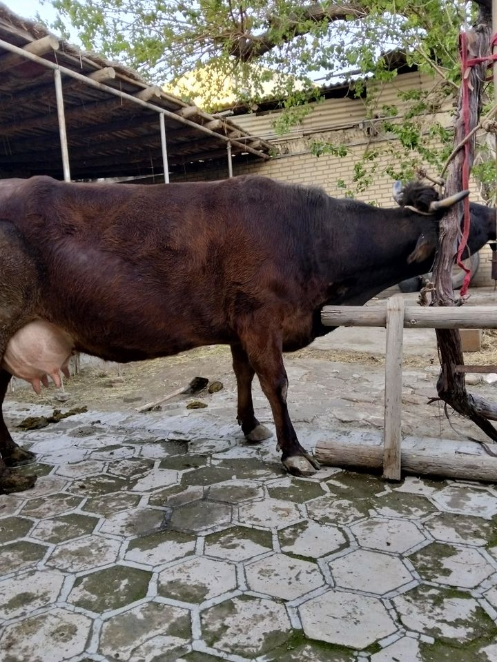 4 000 USD