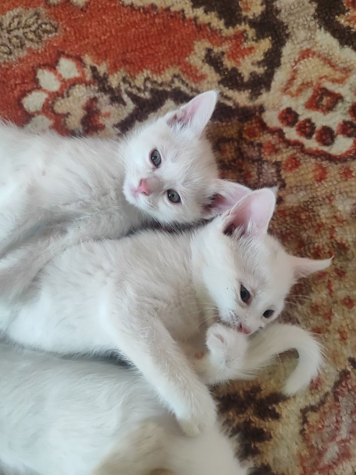 50 000 сум