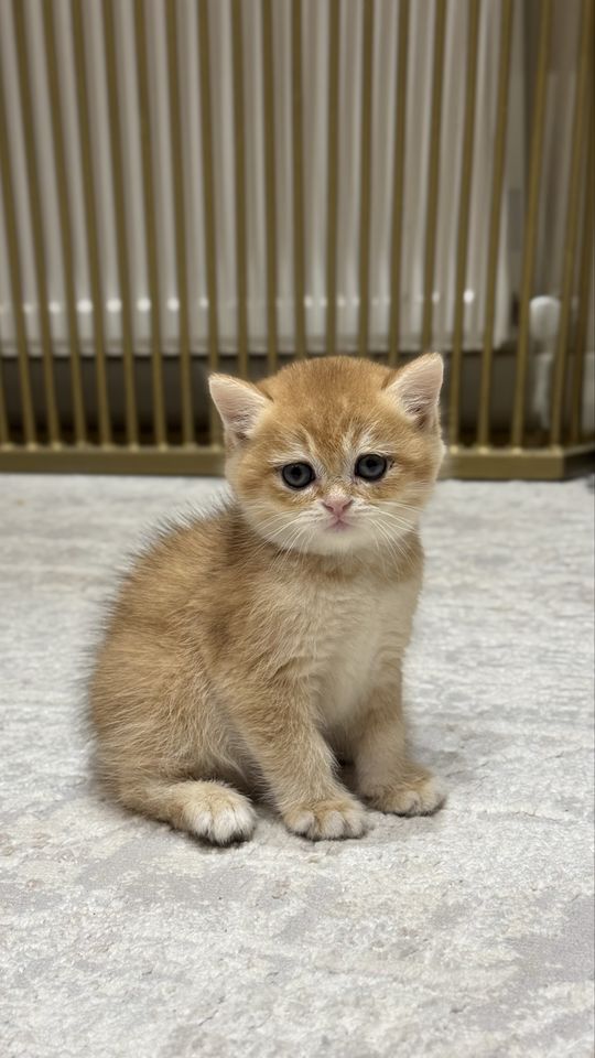 230 USD