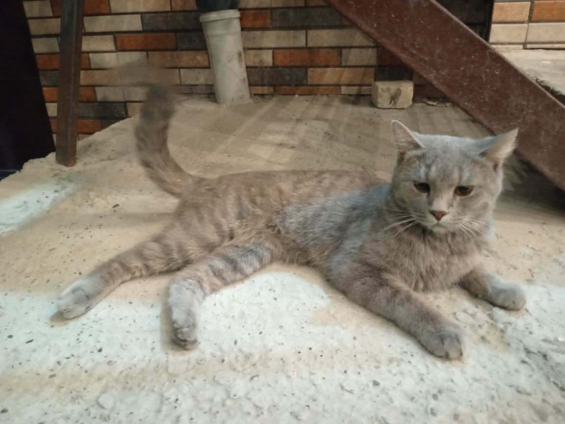 250 000 сум