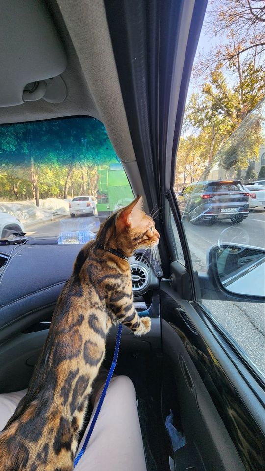 2 000 000 сум
