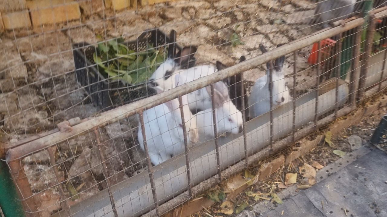 50 000 сум