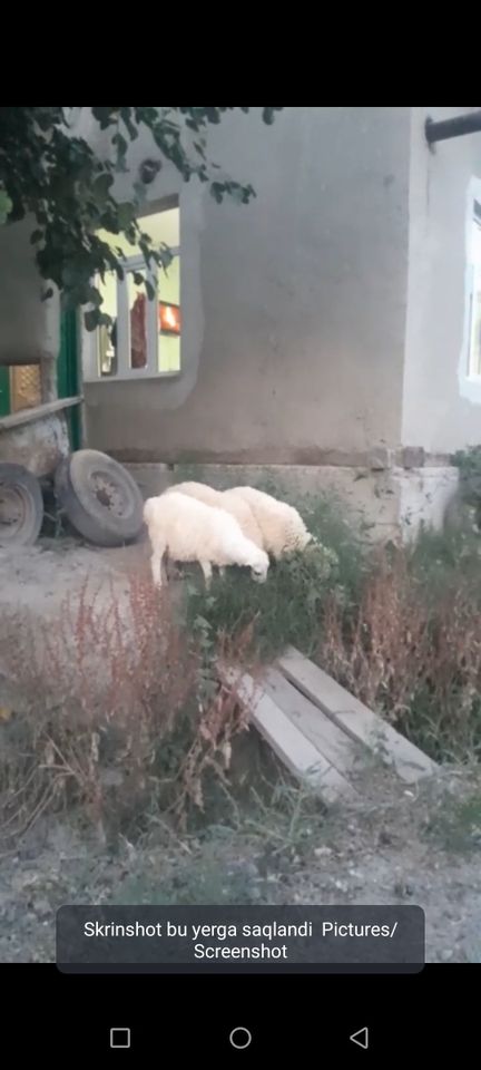 2 800 сум