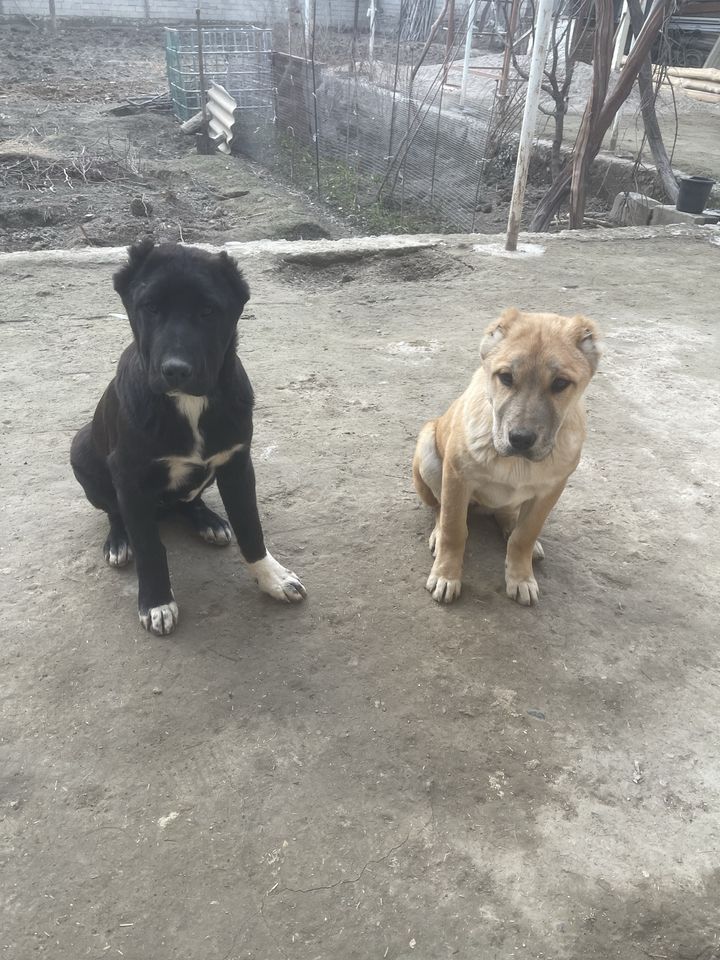 2 000 000 сум