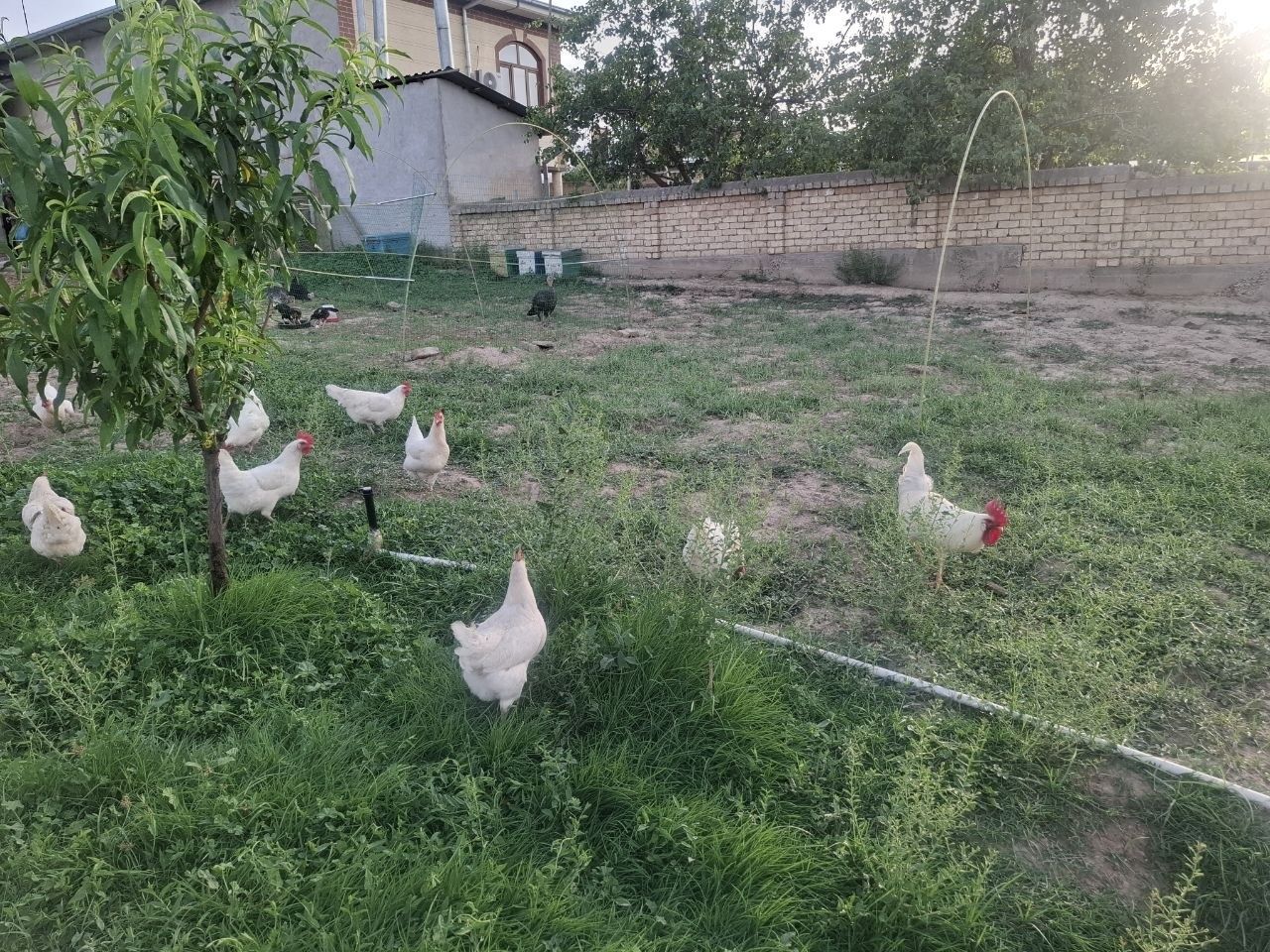 150 000 сум