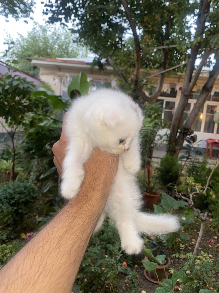 40 USD