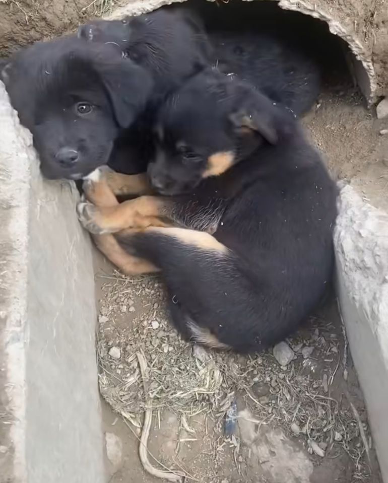 Бесплатно