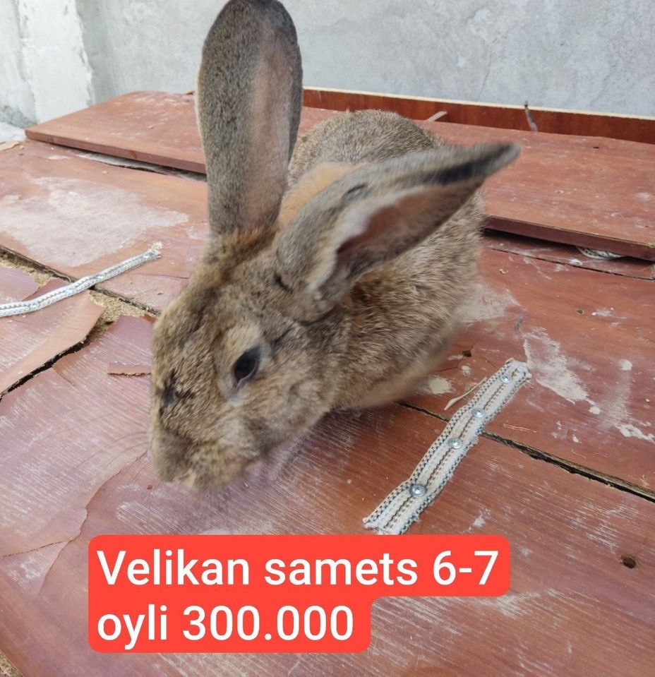 35 000 UZS