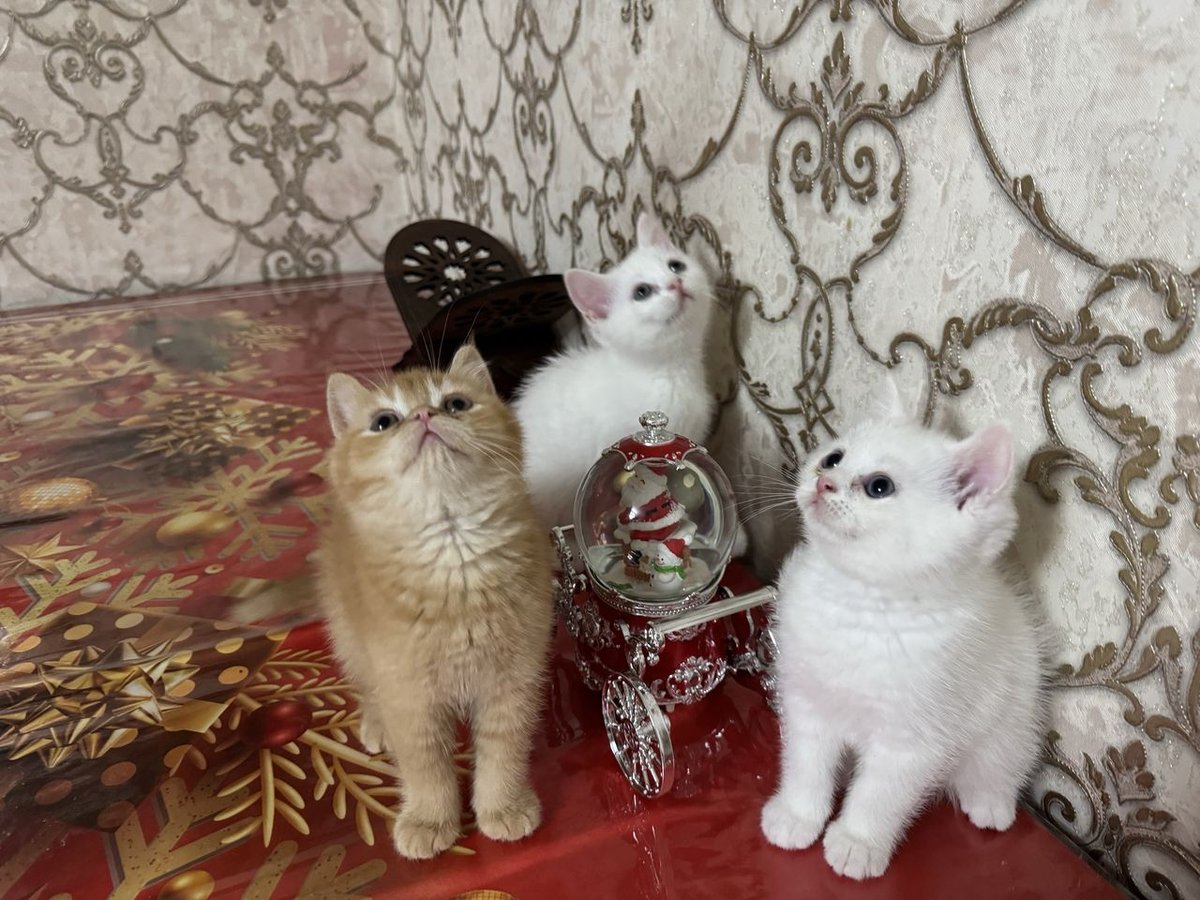 800 000 сум