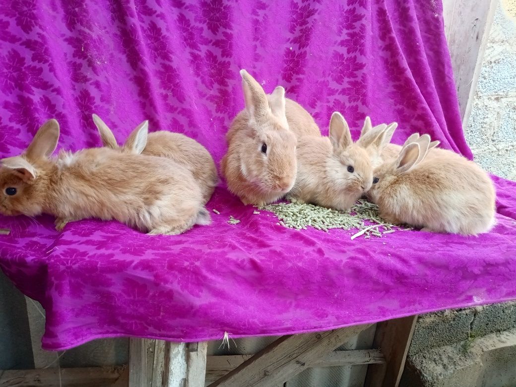 100 000 сум