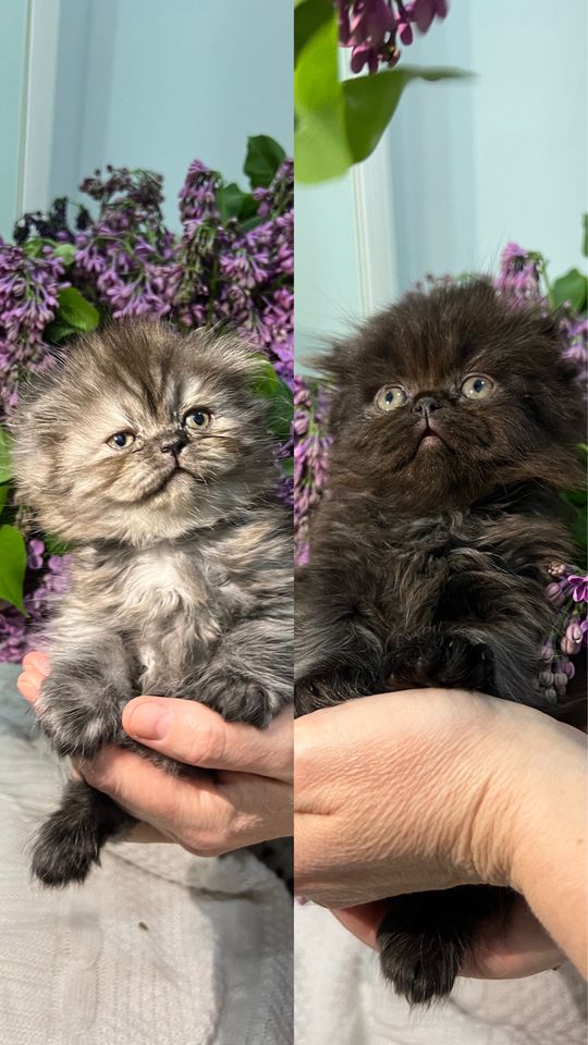 1 000 000 сум
