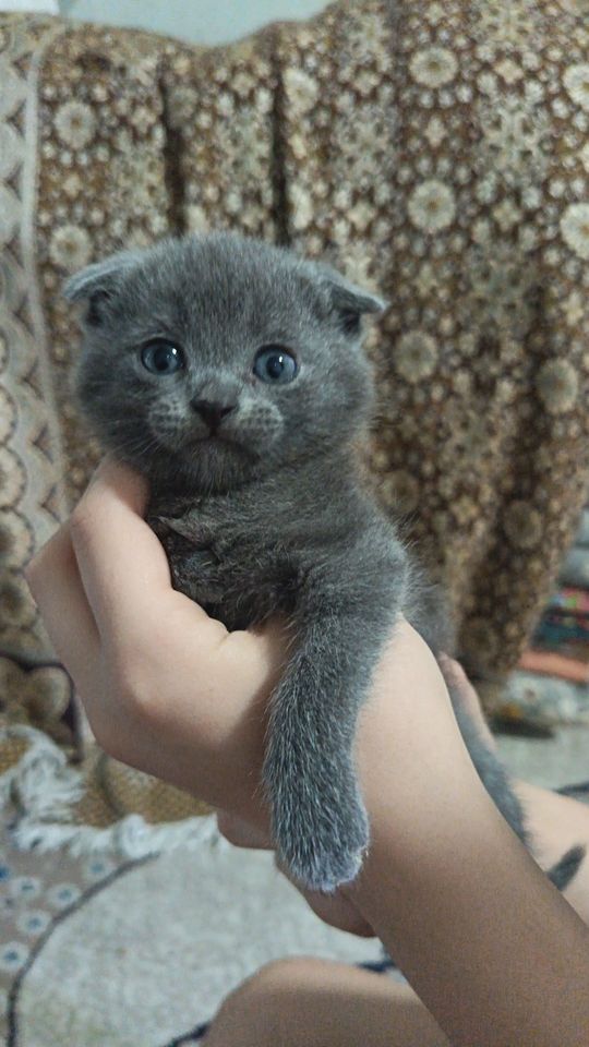 500 000 сум