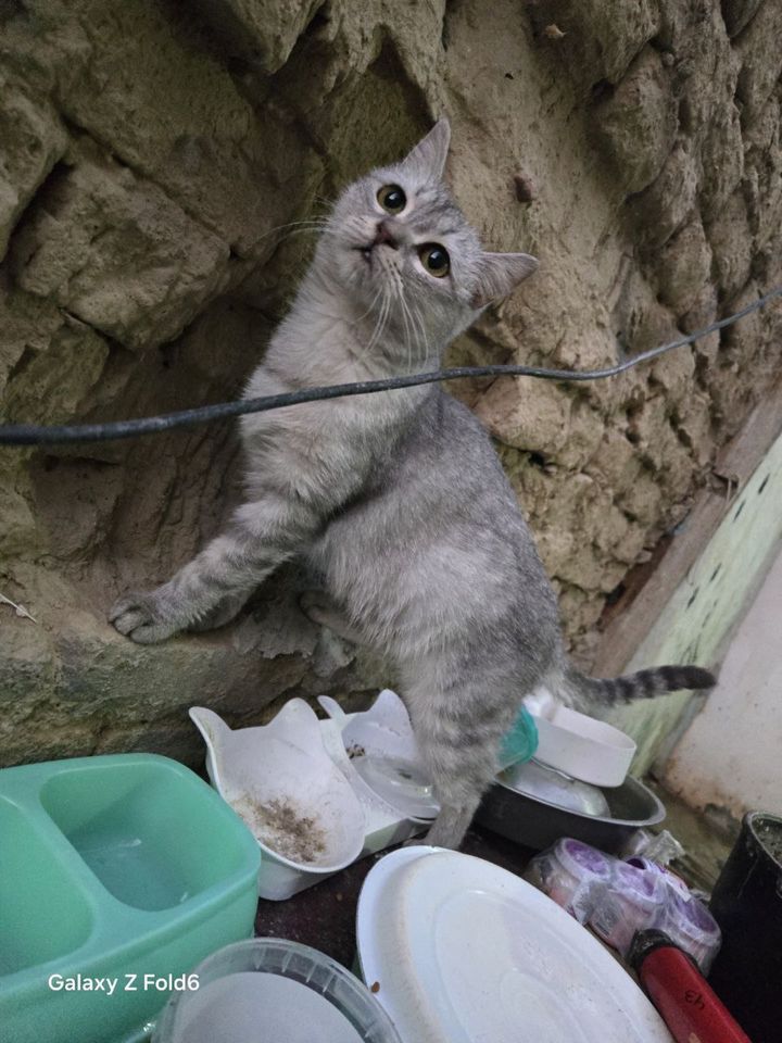 Бесплатно