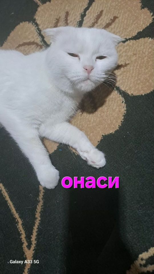 Бесплатно