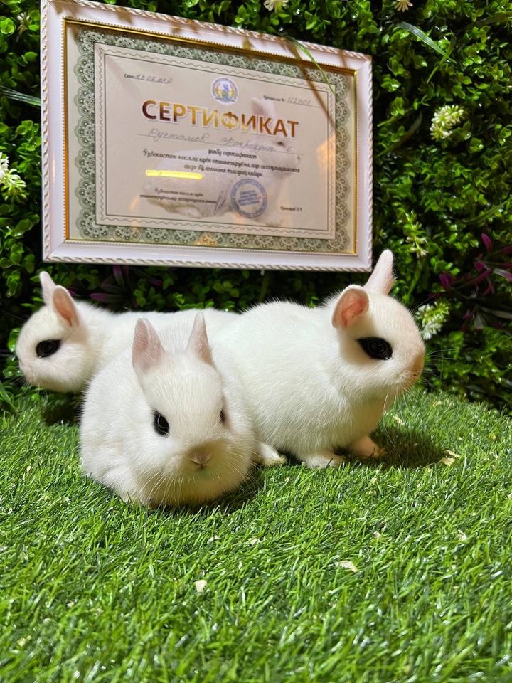 200 000 сум