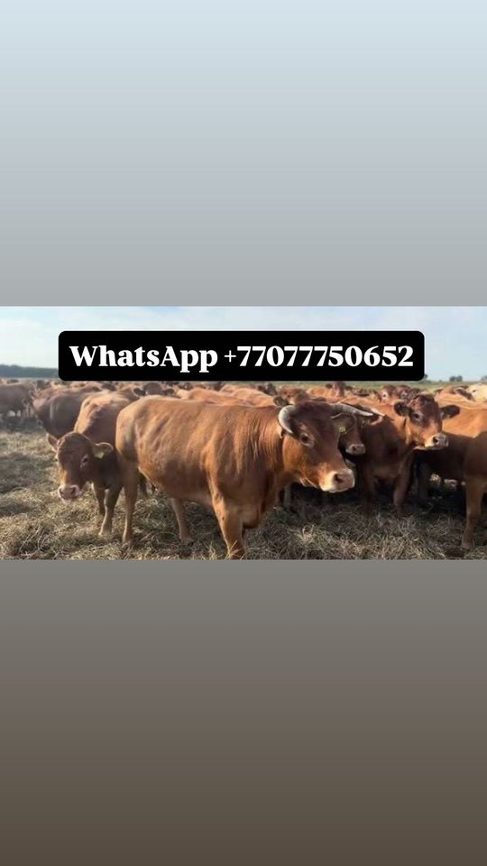 11 000 000 UZS