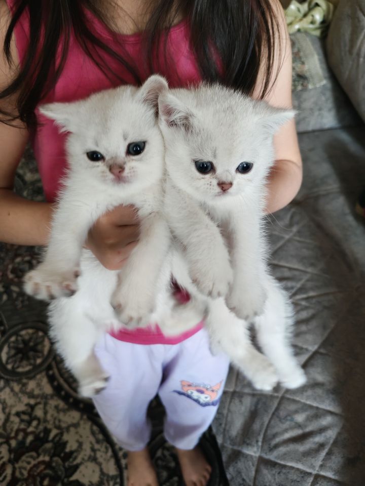 700 000 сум