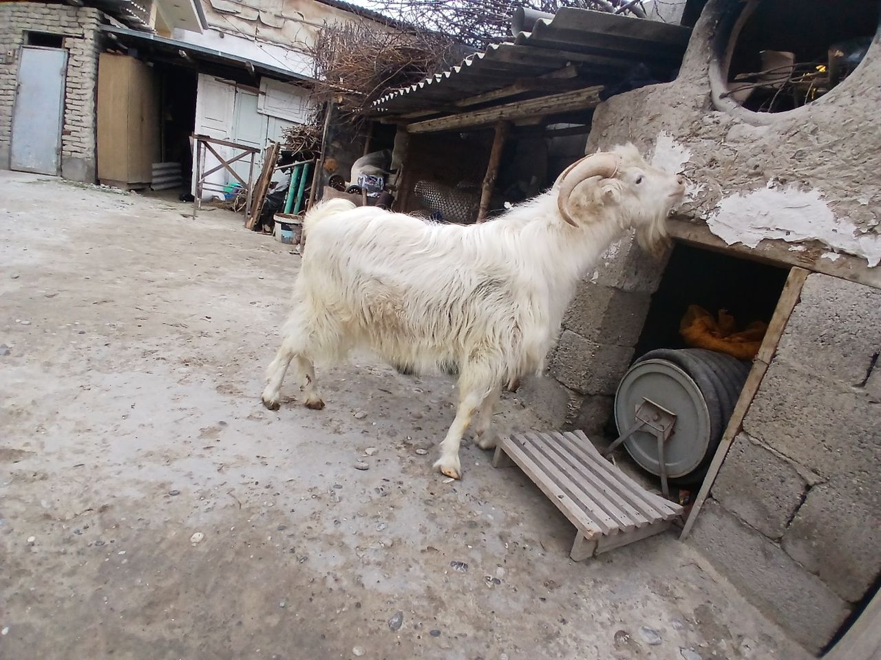250 000 сум