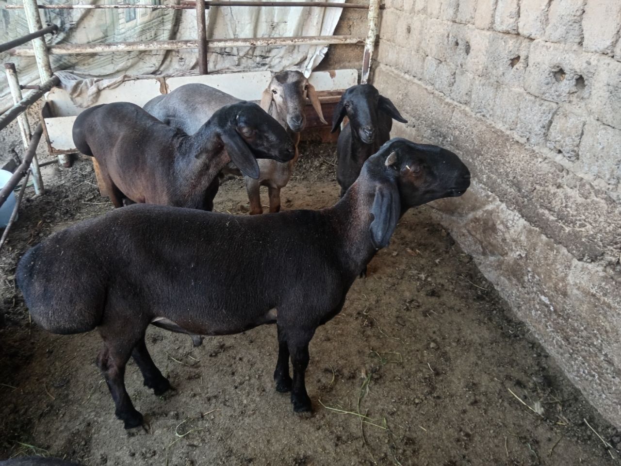 4 500 000 so'm