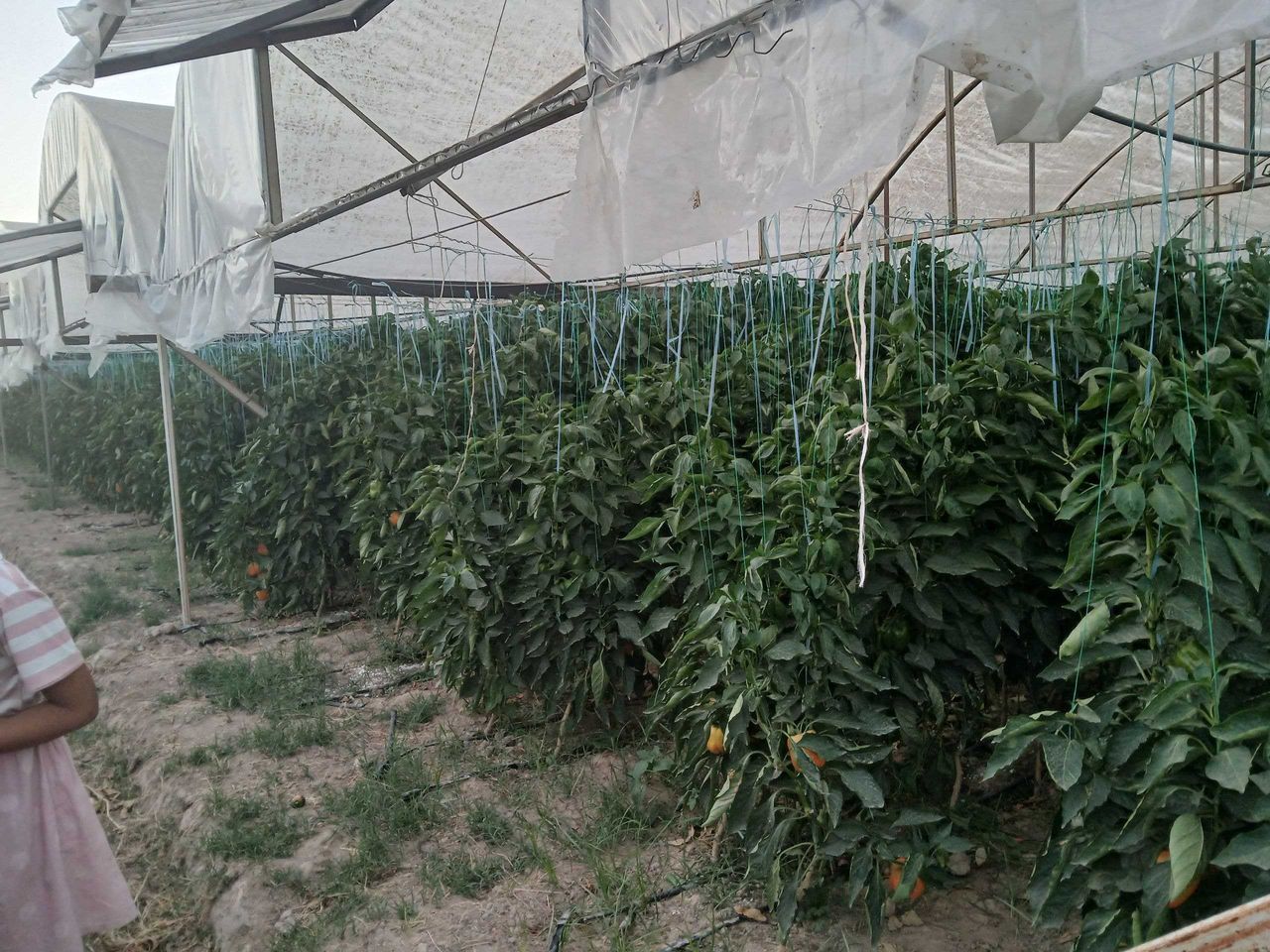 450 000 UZS