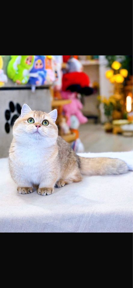 2 525 сум
