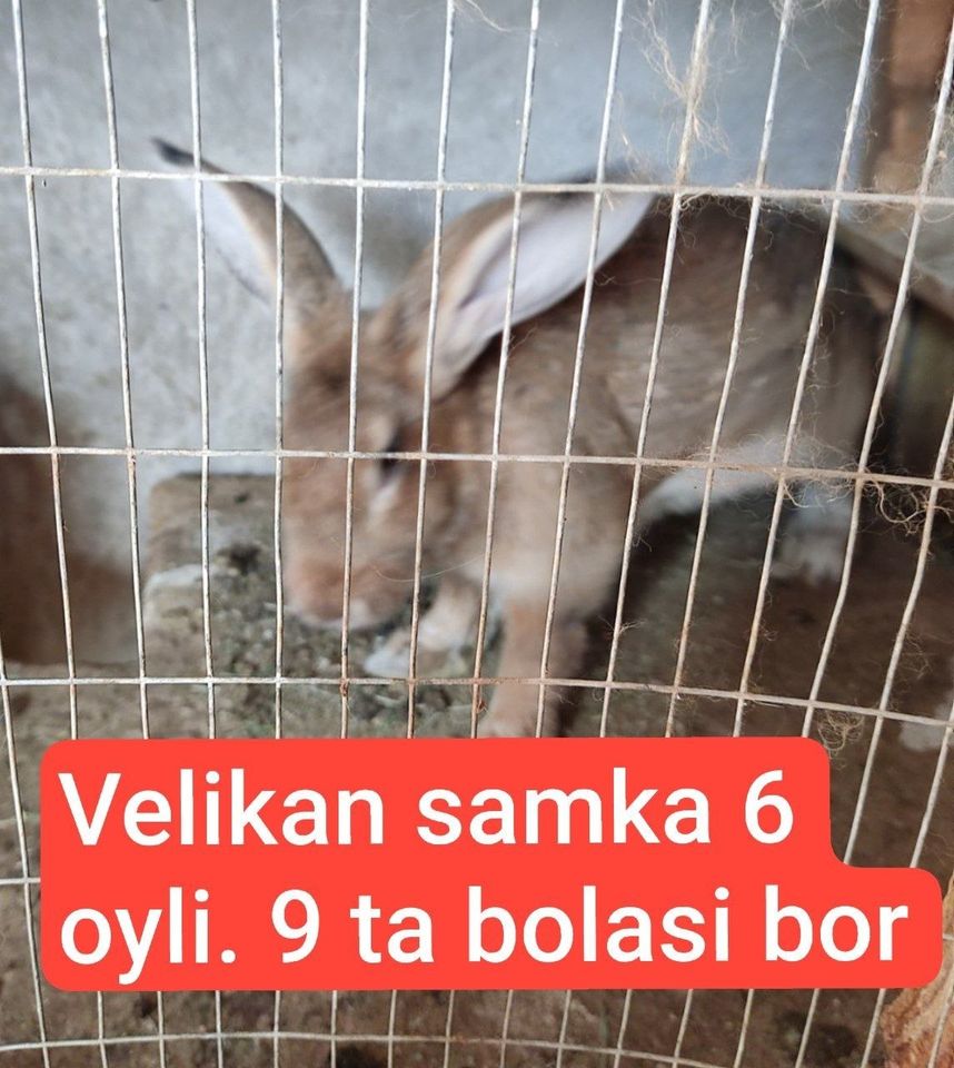 35 000 UZS