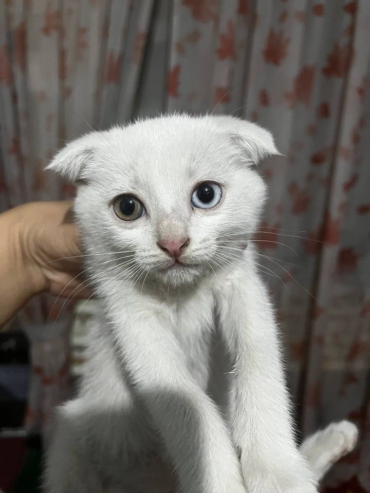Бесплатно