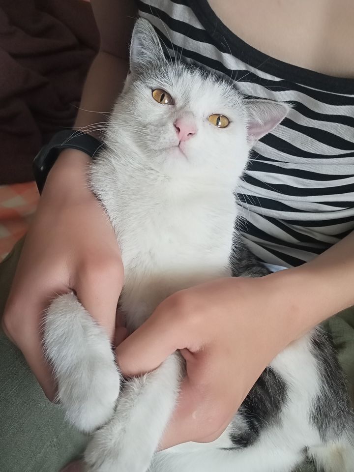 Бесплатно