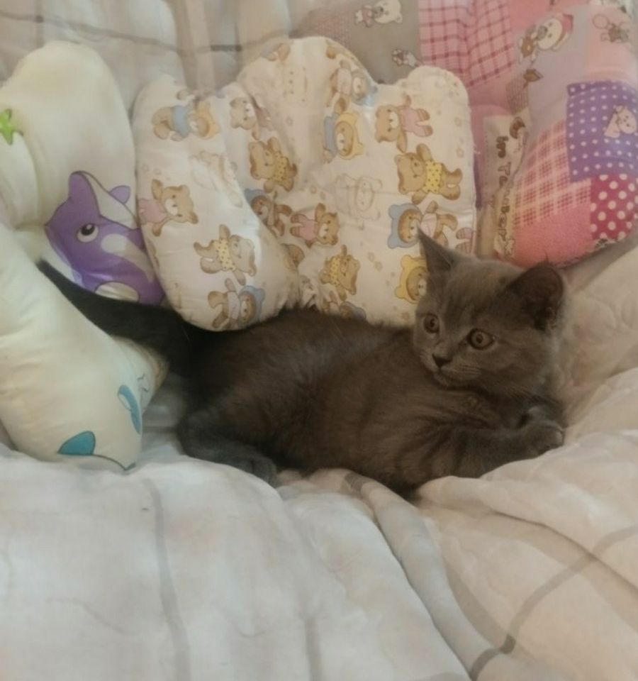 800 000 сум