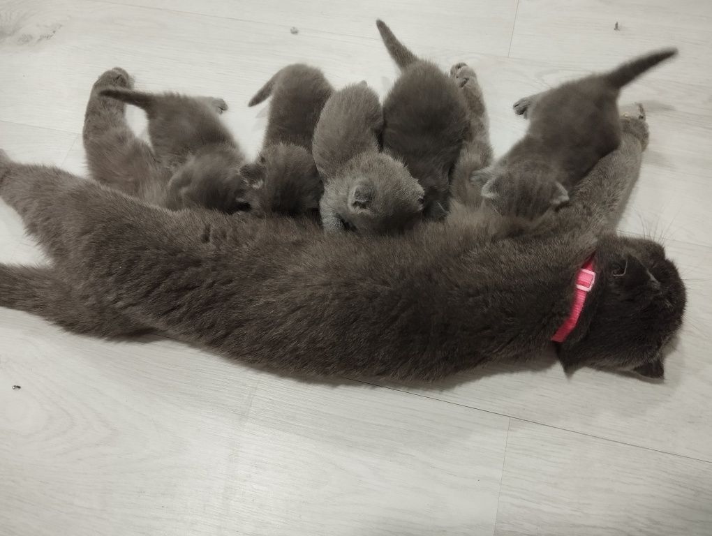 1 000 000 сум
