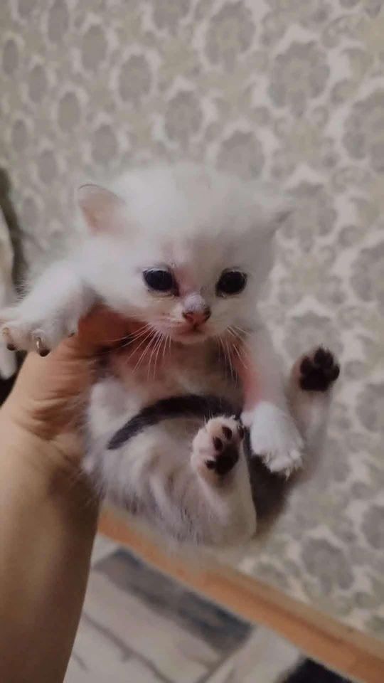 800 000 сум